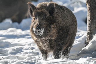 Wild boar, wild boar (Sus scrofa), a wild boar standing in the forest in the snow, captive,