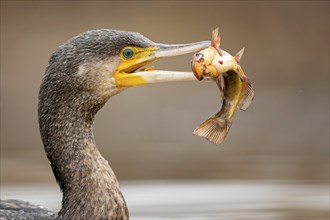 Great cormorant (Phalacrocorax carbo) with catfish as prey, hunting, fishing, preying, sunrise,