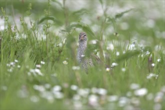 Common redshank (Tringa totanus), Lower Rhine, North Rhine-Westphalia, Germany, Europe