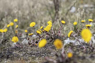 Coltsfoot (Tussilago farfara), Emsland, Lower Saxony, Germany, Europe