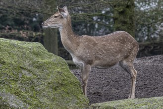 Vietnamese sika deer (Cervus nippon pseudaxis), Nordhorn Zoo, Lower Saxony, Germany, Europe