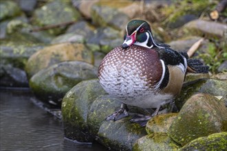 Wood duck (Aix sponsa), Nordhorn Zoo, Lower Saxony, Germany, Europe