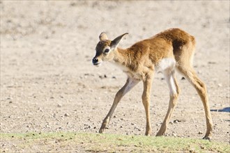 Southern lechwe (Kobus leche) youngster walking in the dessert, captive, distribution Africa