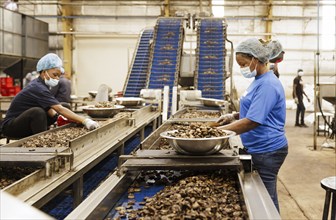 KAJU, Cashew factory. Women picking out the whole nuts from the shells on a conveyor belt, cashew