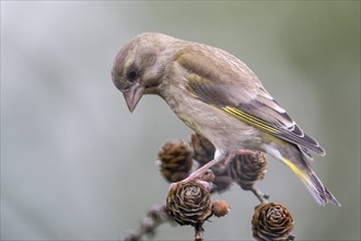 European greenfinch (Carduelis chloris), Emsland, Lower Saxony, Germany, Europe