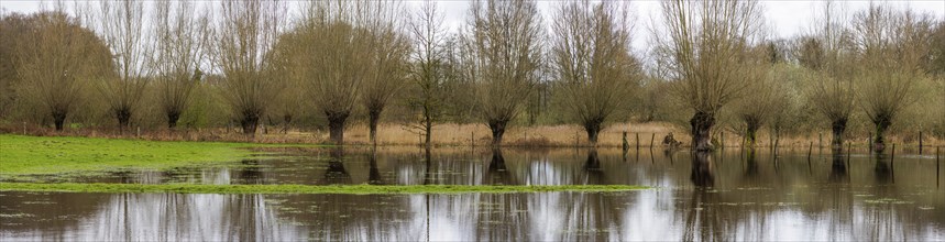 Pollarded willows in the water, Lower Rhine, Germany, Europe