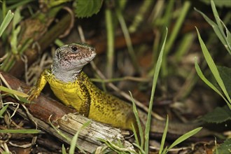 Green lizard, Lacerta viridis, European green lizard