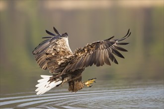 Seeadler, Haliaeetus albicilla, white-tailed eagle