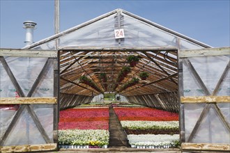 Opened doors on a greenhouse with white, pink and red flowering Begonia plants being grown in