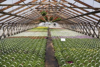 Red Pelargonium, Geranium flowers in hanging baskets plus red, yellow, mauve and white flowering