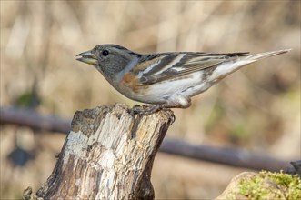 Brambling (Fringilla montifringilla) sitting in the forest. Bas Rhin, Alsace, France, Europe