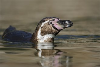 Humboldt penguin (Spheniscus humboldti), swimming, captive, occurring in South America