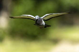 City dove (Columba livia forma domestica) in flight, wildlife, Germany, Europe