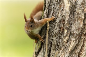 Eurasian red squirrel (Sciurus vulgaris) on a tree trunk, wildlife, Germany, Europe