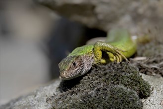 A lizard sunbathing on an overgrown rock