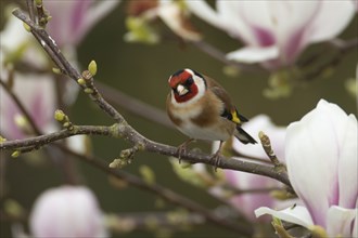 European goldfinch (Carduelis carduelis) adult bird in a flowering garden Magnolia tree in the