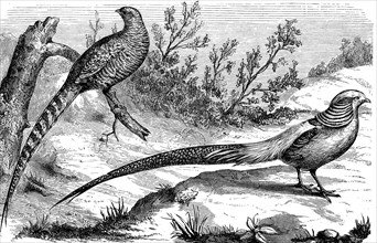 Golden Pheasant, Phasianus pictus, Chrysolophus pictus, Illustration from 1880, Historical, digital