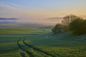 Dawn over a green landscape with fields, trees and fog in the distance, Mönchberg, Miltenberg,