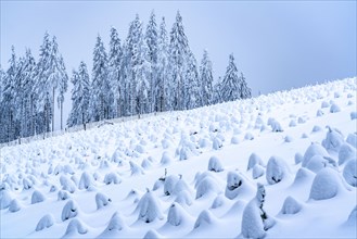 Fir tree protection, winter in Sauerland, Hochsauerlandkreis, at Kahler Asten, near Winterberg, few