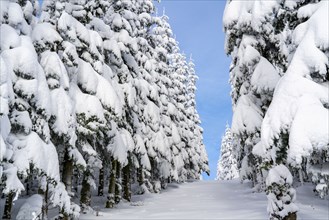 Winter in Sauerland, Hochsauerlandkreis, at Kahler Asten, near Winterberg, few tourists, visitors,