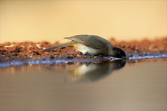 Grey bulbul (Pycnonotus barbatus), adult, at the water, drinking, Kruger National Park, Kruger