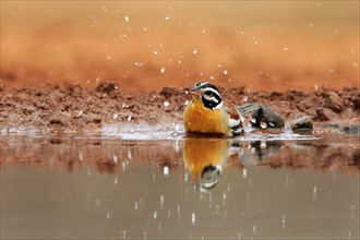 Golden-breasted Bunting (Emberiza flaviventris), adult, at the water, bathing, Kruger National