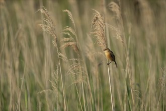 Bearded tit (Panurus biarmicus) juvenile bird on a Common reed (Phragmites australis) stem in a