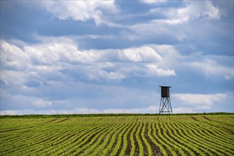 Field, field with high seat for hunters, near Lichtenau, North Rhine-Westphalia, Germany, Europe