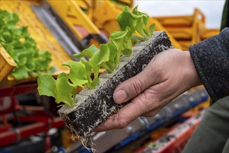 Lettuce plants, in press pots, they are planted in a field with a planting machine, agriculture,