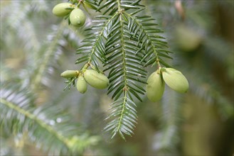 Japanese nutmeg-yew (Torreya nucifera), Arboretum Loismann, Ippenbüren, Lower Saxony, Germany,