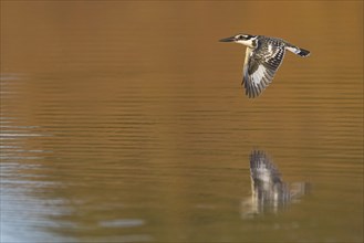 Pied kingfisher (Ceryle rudis), Alcyon pie, MartÜn Pescador PÜo, Marakissa River Camp