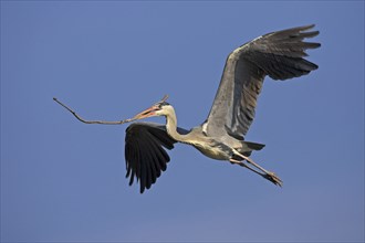 Grey grey heron (Ardea cinerea), western nesting, flight photo, Boat Trip, Tiszaalpar, Kiskunsagi