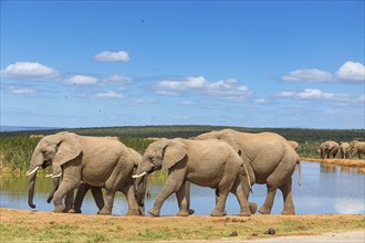 African elephant, (Loxodonta african), Addo Elephant National Park, Addo Camp, Western Cape, South