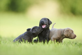 Black and Chocolate Labrador Retriever pup on a meadow, Germany, Europe