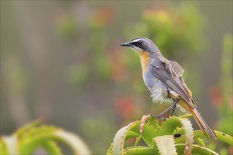 Cossypha caffra, family of flycatchers, Underberg surroundings, Underberg, KwaZulu-Natal, South