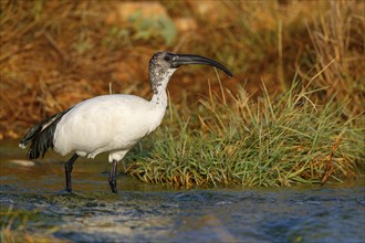 African sacred ibis (Threskiornis aethiopicus), family of ibises and spoonbills, Raysut, Salalah,