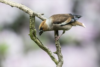 Hawfinch (Coccothraustes coccothraustes), Emsland, Lower Saxony, Germany, Europe