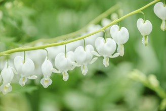 Watering Heart (Dicentra spectabilis 'Alba'), Grüne Aue 7, Saxony, Germany, Europe