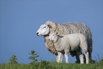 Ewe with lamb on the dyke, Hauke-Haien-Koog, North Frisia, Schleswig-Holstein, Germany, Europe