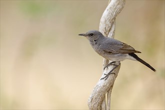 Blackstart, (Cercomela melanura), Grey Chat, Ayn Hamran, Salalah, Dhofar, Oman, Asia