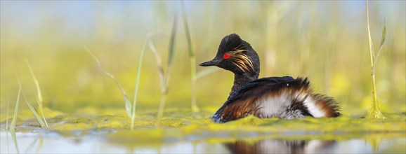 Black-necked grebe (Podiceps nigricollis), swimming in the water, Hides de El Taray / Floating Hid,