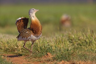 Great bustard (Otis tarda), Outarde barbue, Avutarda Comun, Spain, Toledo, Hides De Calera / Great