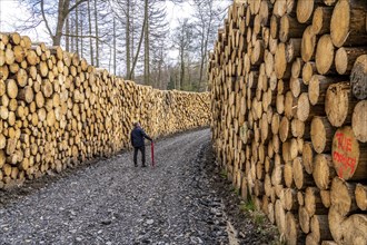 Felled, stacked spruce trunks, forest dieback in the Arnsberg Forest nature park Park, over 70 per