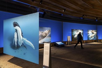 Plante Ozean exhibition in the Gasometer in Oberhausen, the world's oceans in their fragile beauty