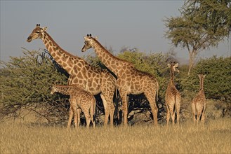 A herd of giraffes (Giraffa camelopardalis giraffa) in the early morning light, Okapuka Ranch,