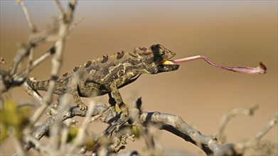 Namaqua chameleon (Chamaeleo namaquensis), catches prey with its tongue, Namib Desert near