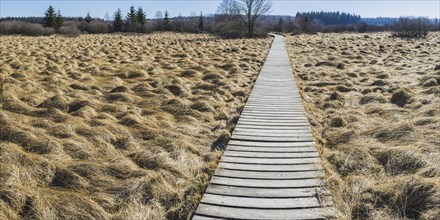 Areas overgrown with moor grass (Molinia), German-Belgian High Fens-Eifel nature park Park, largest