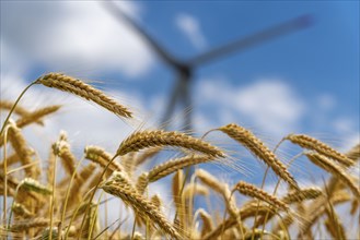 Grain field, ready for harvest, barley, ears of grain, rotors of a wind power plant