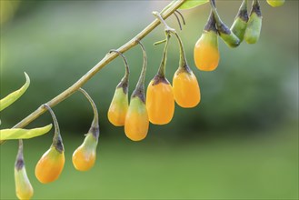 Goji berry (Lycium barbarum AMBER SWEET), BS SÃ¤mann, Federal Republic of Germany