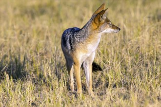 Africa, Botswana, Black-backed Jackal, (Canis mesomelis), Botswana, Botswana, Africa